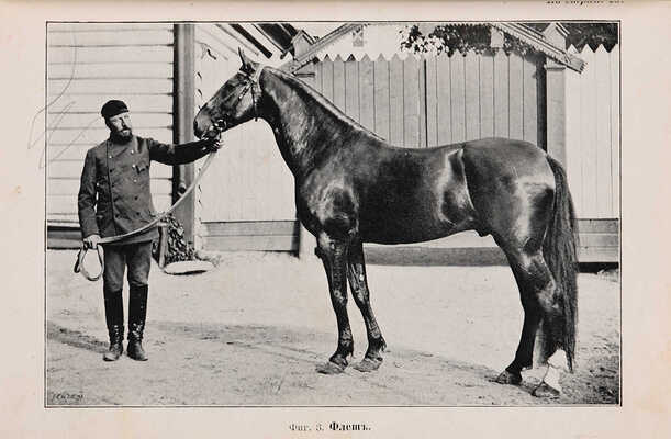 Конволют их двух книг  о лошадях